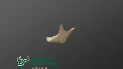 Medieval Human Mandible 5