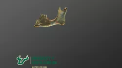Medieval Human Mandible 8
