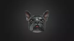 Ms Mak French Bulldog