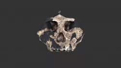 Paranthropus aethiopicus (2501.1rp19)