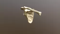 Scapula And Clavicle