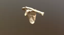 Scapula And Clavicle With Movement