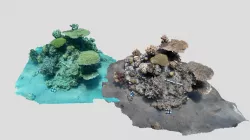 Sea-thru before and after 2