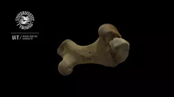 Seal skeleton: Femur R, low detail with texture