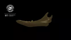 Seal skeleton: Mandible, low detail, no texture