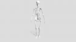 Skeleton