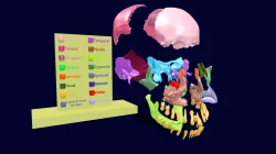 Skull human color coded animated