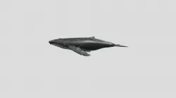 Whale2