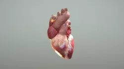 Animated Human Heart