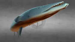 Baracuda