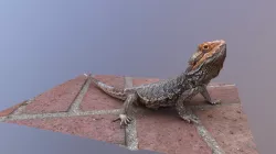 Bearded Dragon
