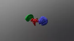 Brain Stem