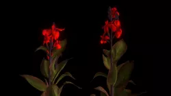 Canna Lillies
