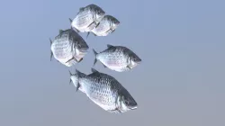 Cardume de peixes