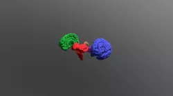 Cerebellum and Lobes