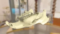 ChM CM1545 - Capybara Jaw