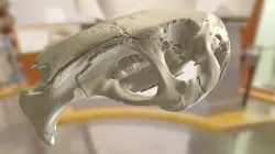 ChM CM1545 - Capybara Skull