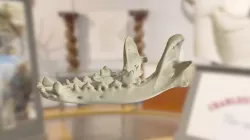 ChM CM981 - Coyote Jaw
