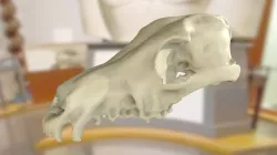 ChM CM981 - Coyote Skull