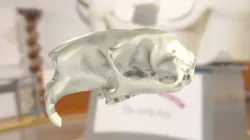 ChM CM987 - Porcupine Skull