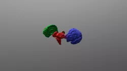 Cortex