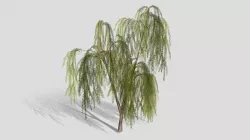 Drooping Willow Tree