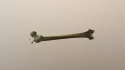 Femur