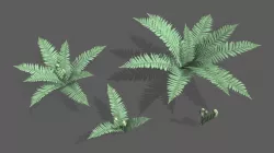 Fern v.2.0