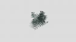 Ferns