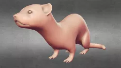Ferret