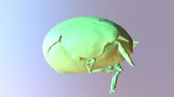 Galumnidae Galumna Capensis