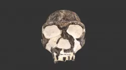 Homo erectus (2501.1rp36)