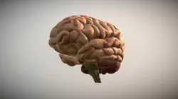 Human Brain