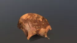 Human Cranium (Frontal Bone) from Vindolanda