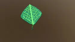 Leaf Model