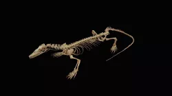 Lizard Skeleton