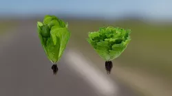 Low poly Lettuces