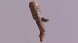 Mandrake Carrot 4