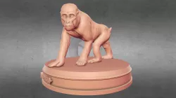 Monkey