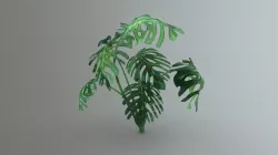 Monstera Tree