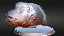 Napoleon Fish