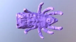Nothridae Nothrus Anauniensis