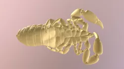 Olpiidae Horus Obscurus