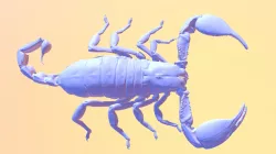 Opistophthalmus Carinatus