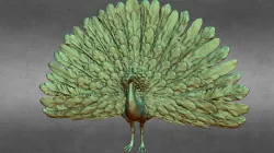 Peacock