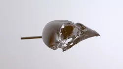 Ploceidae Euplectes Progne