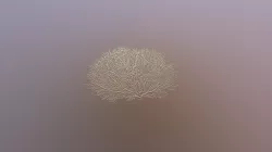 Seafan coral