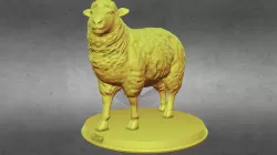 Sheep