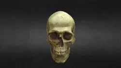 Skull from Ravenna Kennedy site