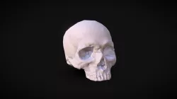 Skull Low Poly